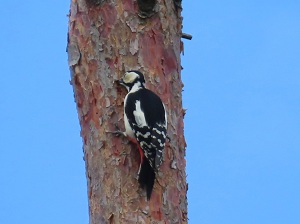 アカゲラの画像