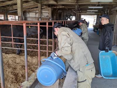 肥育牛エサやり