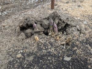 アスパラガス萌芽の様子