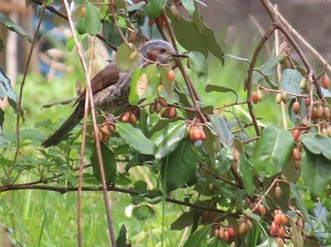 ヒヨドリの画像