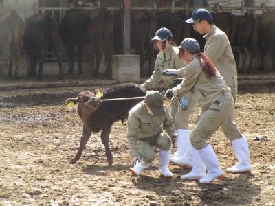 1学年！皆で子牛を引っ張ります。
