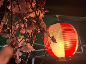 桜と提灯