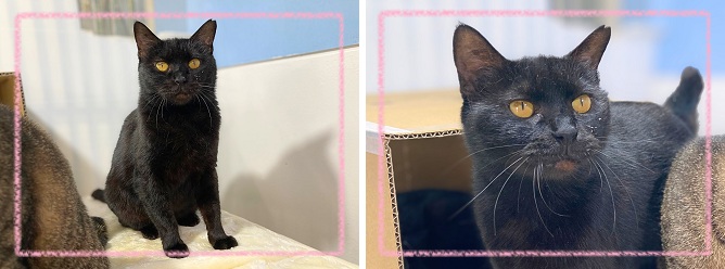 飼い主募集