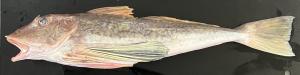 令和8年4月30日　体色異常のホウボウ