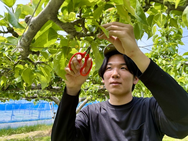 摘果作業