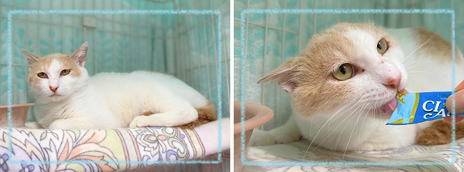 飼い主募集