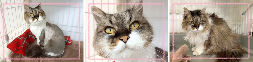飼い主募集