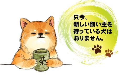譲渡対象の犬はいません