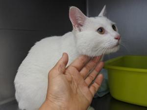 迷子猫