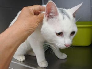 迷子猫