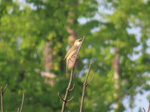 オオヨシキリの画像