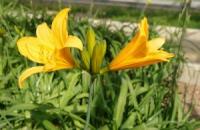 当センターのトビシマカンゾウの開花が始まっています。