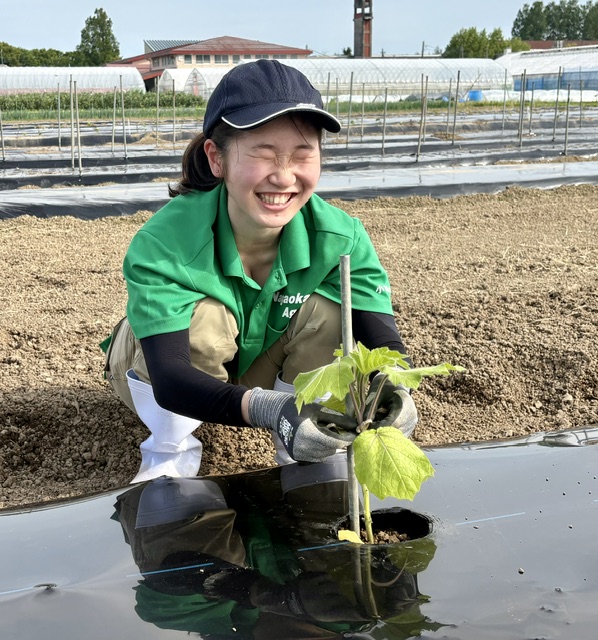 花き定植作業