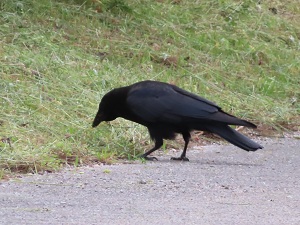 ハシボソガラスの画像