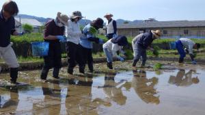 基盤研究部基準点ほ場田植1