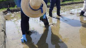 基盤研究部基準点ほ場田植2