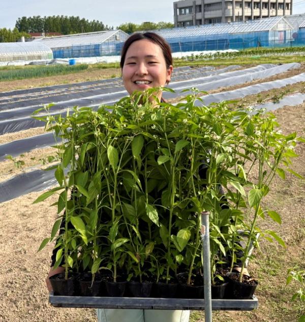 花きの定植作業