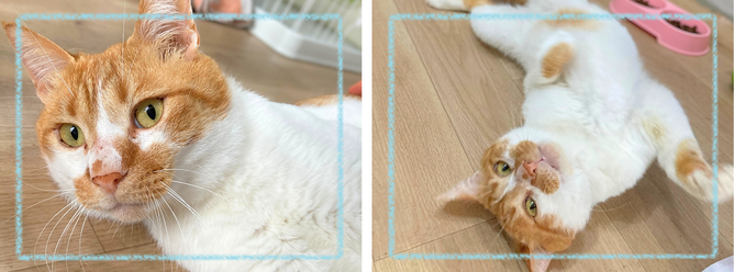 飼い主募集