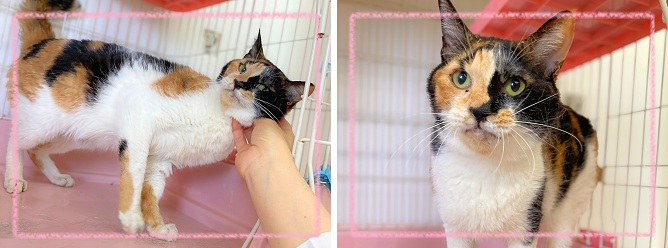 飼い主募集