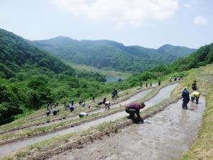 田植え②