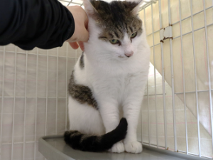 ひり