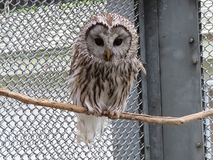フクロウの画像