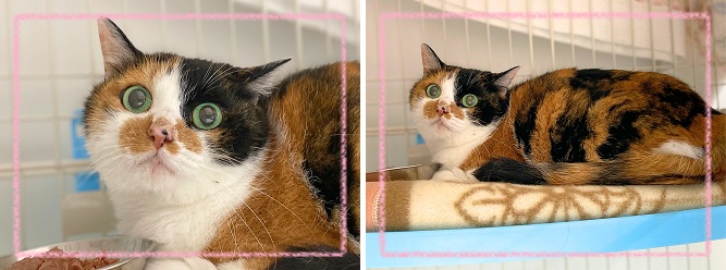 飼い主募集