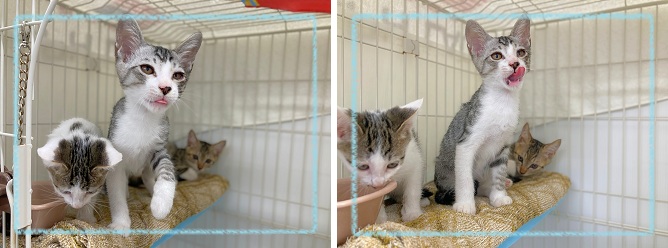 飼い主募集