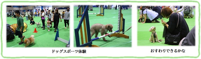 フェス(体験)