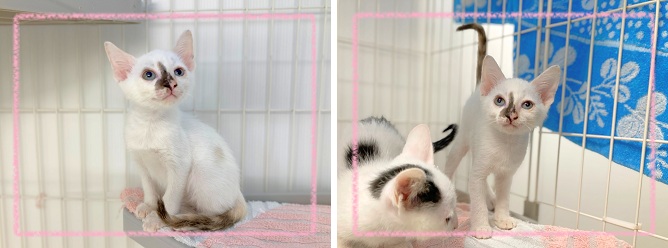 飼い主募集