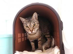 きなこ