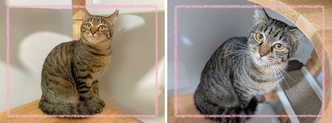 飼い主募集