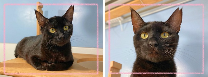 飼い主募集