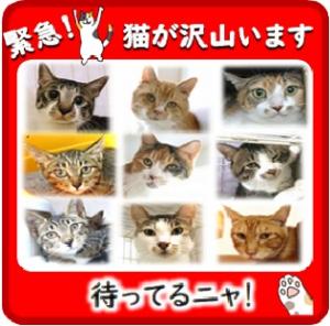 譲渡待ちバナー