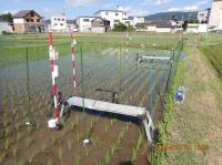 イネの結露を撮影しています