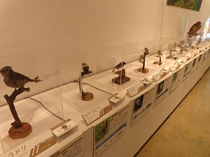 キョロロの展示の画像