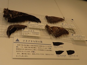 翼標本の画像