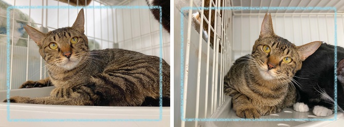 飼い主募集