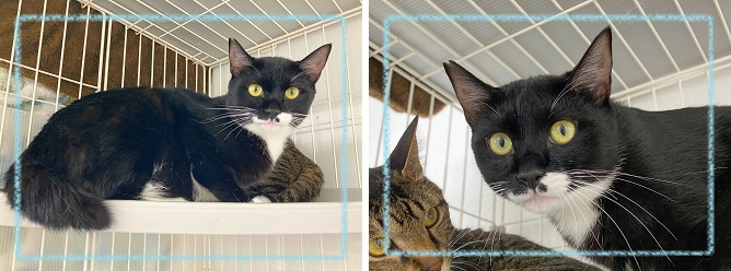 飼い主募集