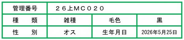 HP用ポップ(26上MC020)