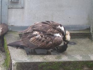 ミサゴ写真1