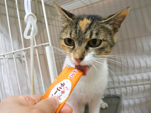 ミモザ