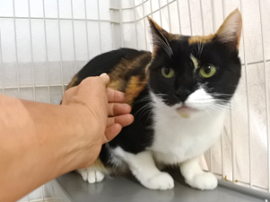 さゆり