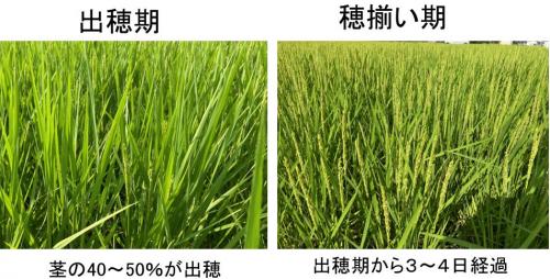 出穂期のほ場の様子