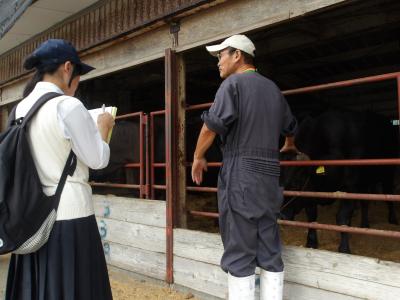 牛舎見学