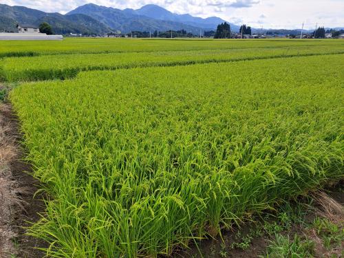 早出川左岸側の田の様子