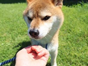 けんた