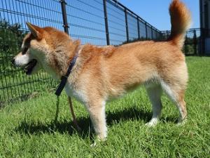 けんた
