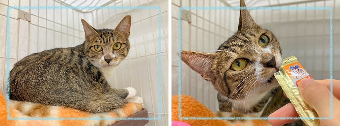 飼い主募集