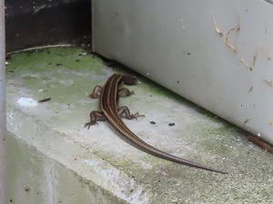 ニホントカゲの画像